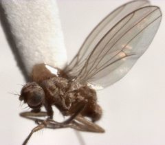 Scaptomyza flava male by S.E. Thorpe. Used under a CC0 license.