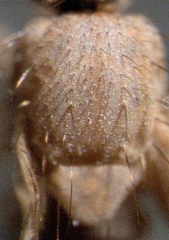 Scaptomyza flava male 2 by S.E. Thorpe. Used under a CC0 license.
