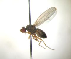 Scaptomyza pallida by R. Siloaho. Used under a Copyrighted free use license.