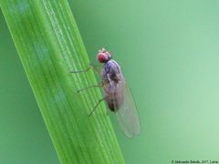 Scaptomyza pallida 08 by AfroBrazilian. Used under a CC BY-SA 4.0 license.