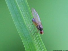Scaptomyza pallida 09 by AfroBrazilian. Used under a CC BY-SA 4.0 license.