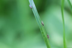 Scaptomyza pallida 11 by AfroBrazilian. Used under a CC BY-SA 4.0 license.