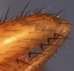 Zaprionus indianus - composite spines foreleg by KimvdLinde. Used under a CC BY-SA 3.0 license.