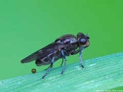 Parydra aquila 01 by AfroBrazilian. Used under a CC BY-SA 4.0 license.
