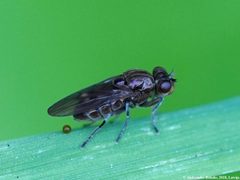 Parydra aquila 02 by AfroBrazilian. Used under a CC BY-SA 4.0 license.
