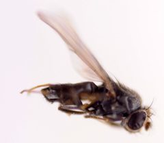 Discocerina obscurella from ZSM by Zoologische Staatssammlung Munchen. Used under a CC BY-SA 3.0 license.