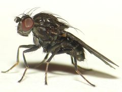 Dichaeta caudata by 



This image is created by user Dick Belgers at Waarneming.nl, a source of nature observations in the Netherlands.
. Used under a CC BY 3.0 license.