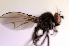 Dichaeta caudata from ZSM by Zoologische Staatssammlung Munchen. Used under a CC BY-SA 3.0 license.