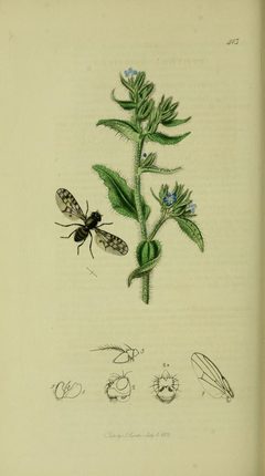 Britishentomologyvolume8Plate413 by John Curtis. Used under a Public domain license.
