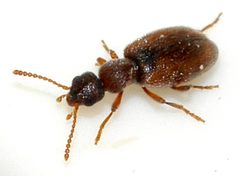 Anthicus-flavipes-02-fws by Francisco Welter-Schultes. Used under a CC0 license.