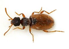 Anthicus-flavipes-05-fws by Francisco Welter-Schultes. Used under a CC0 license.