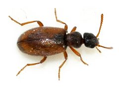 Anthicus-flavipes-07-fws by Francisco Welter-Schultes. Used under a CC0 license.