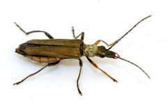 Oedemera-flavipes-02-fws by Francisco Welter-Schultes. Used under a CC0 license.