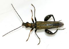 Oedemera-flavipes-08-fws by Francisco Welter-Schultes. Used under a CC0 license.