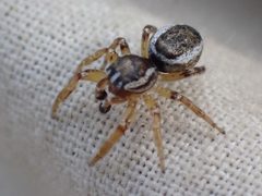 Pelegrina flavipes by Ellyne Geurts. Used under a CC0 license.