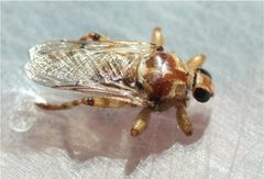 Hippobosca longipennis by ajott. Used under a CC BY 4.0 license.
