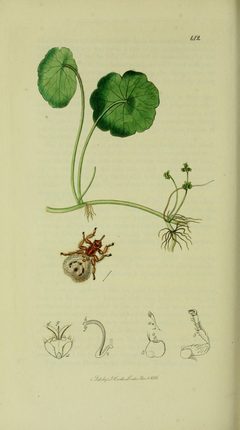 Britishentomologyvolume8Plate142 by John Curtis. Used under a Public domain license.