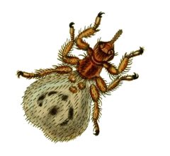 Britishentomologyvolume8Plate142 cutted by Britishentomologyvolume8Plate142.jpg: John Curtis
derivative work: B kimmel (talk). Used under a Public domain license.