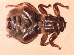 Melophagus-ovinus-adult by Alan R Walker. Used under a CC BY-SA 3.0 license.