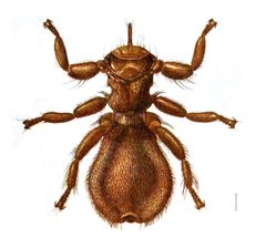 Melophagus ovinus f by Unknown authorUnknown author. Used under a Public domain license.