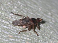Fly June 2008-2 by Alvesgaspar. Used under a CC BY-SA 4.0 license.