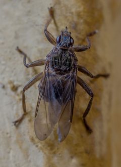 Pigeon louse fly by Zezinho68. Used under a CC BY-SA 4.0 license.