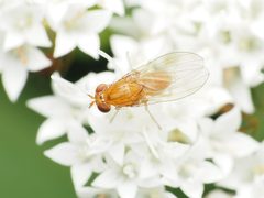 Homoneura unguiculata 181027063 by Katja Schulz. Used under a CC BY 4.0 license.