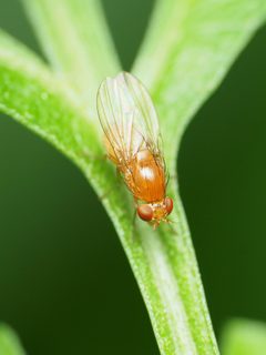 Homoneura unguiculata 235666715 by Katja Schulz. Used under a CC BY 4.0 license.