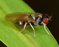 Melanomyza femoralis by skitterbug. Used under a CC BY 4.0 license.