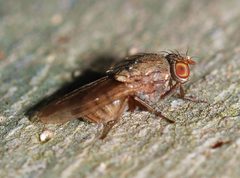 Fly November 2007-11 by Alvesgaspar. Used under a CC BY-SA 3.0 license.