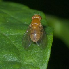 Neogriphoneura sordida P1200665a by 
xpda. Used under a CC BY-SA 4.0 license.