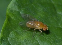 Neogriphoneura sordida P1200666a by 
xpda. Used under a CC BY-SA 4.0 license.