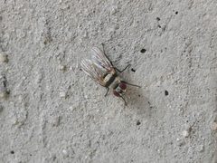 Fly with striped pattern on the wall by KKPCW. Used under a CC BY-SA 4.0 license.