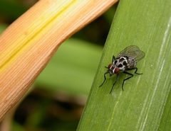 Anthomyia pluvialis by Jean-Jacques MILAN. Used under a CC BY-SA 3.0 license.