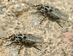 Anthomyia pluvialis01 by wikipedia. Used under a Attribution license.