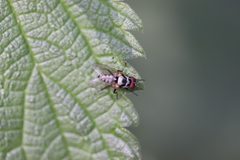 Klein Leeuwenhorst - Anthomyia procellaris v2 by Rudolphous. Used under a CC BY-SA 4.0 license.