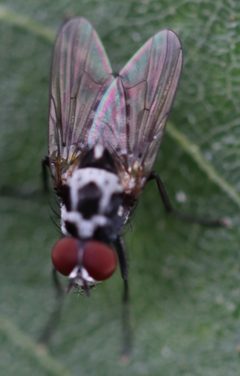 Noordwijk - Anthomyia procellaris by Rudolphous. Used under a CC BY-SA 4.0 license.