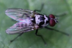 Noordwijk - Anthomyia procellaris v2 by Rudolphous. Used under a CC BY-SA 4.0 license.