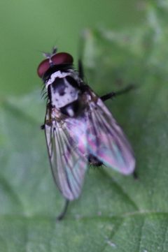 Noordwijk - Anthomyia procellaris v3 by Rudolphous. Used under a CC BY-SA 4.0 license.