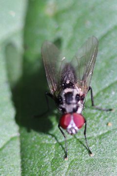 Noordwijk - Anthomyia procellaris v4 by Rudolphous. Used under a CC BY-SA 4.0 license.