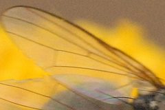 Botanophila.fugax9.-.lindsey by James K. Lindsey. Used under a CC BY-SA 3.0 license.