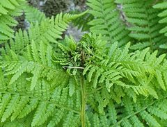 Chirosia betuleti gall on lady fern by Jowaninpensans. Used under a CC BY-SA 4.0 license.