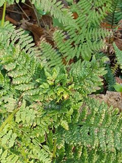 Loe Pool - Chirosia betuleti gall by Jowaninpensans. Used under a CC BY-SA 4.0 license.