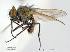 Delia platura by Caroline Harding, MAF. Used under a CC BY 3.0 au license.