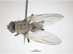 Delia platura dorsal female by Ken Walker, Museum Victoria. Used under a CC BY 3.0 au license.