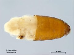 Delia platura pupa by Caroline Harding, MAF. Used under a CC BY 3.0 au license.