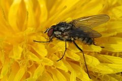Delia.radicum by James K. Lindsey. Used under a CC BY-SA 3.0 license.