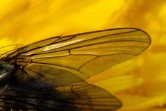 Delia.radicum.wing.detail by James K. Lindsey. Used under a CC BY-SA 3.0 license.
