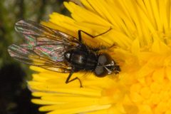 Egle.ciliata.-.lindsey by James K. Lindsey. Used under a CC BY-SA 3.0 license.