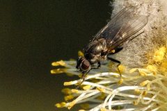 Egle.ciliata2.-.lindsey by James K. Lindsey. Used under a CC BY-SA 3.0 license.